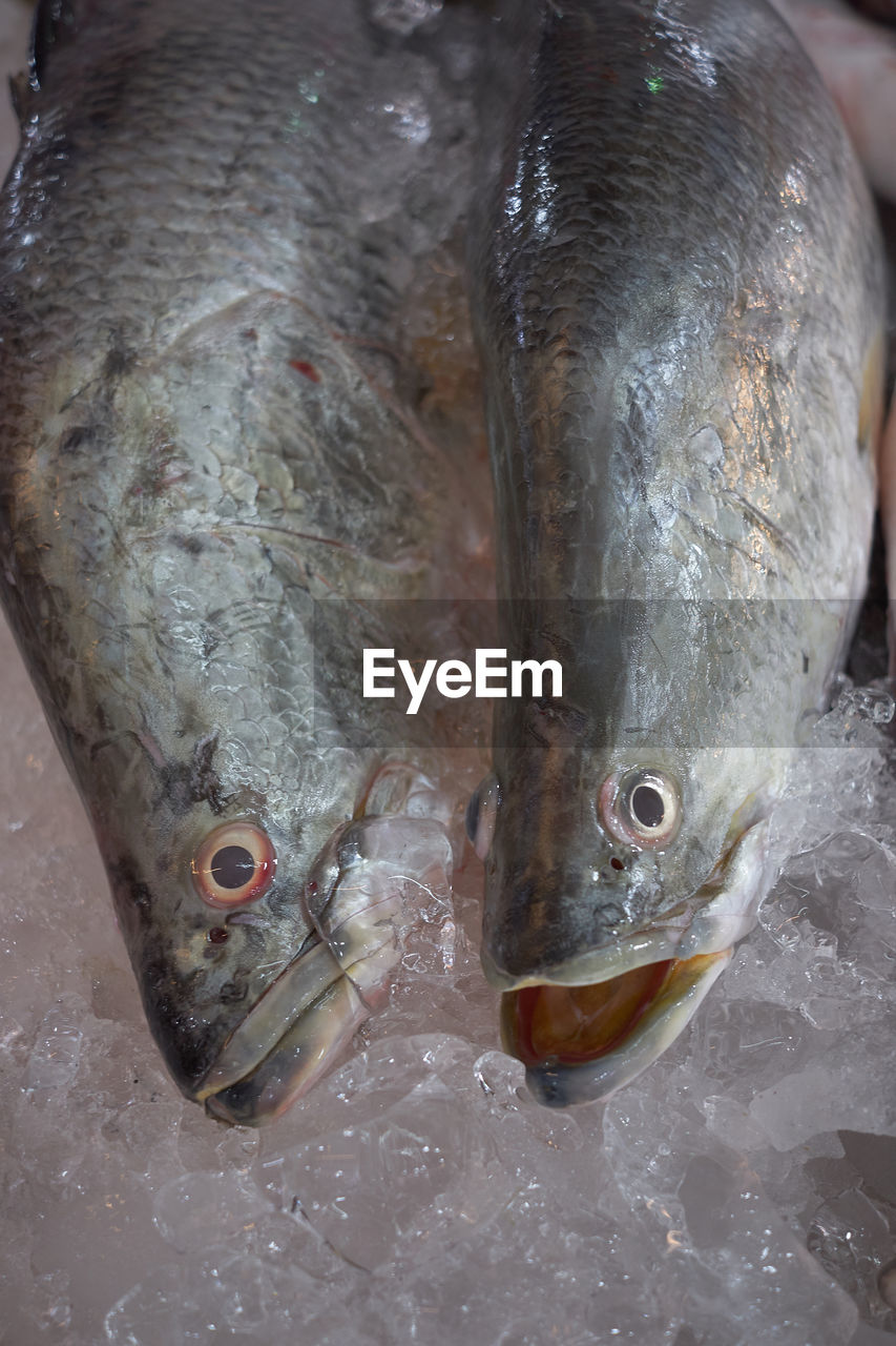 HIGH ANGLE VIEW OF FISH FOR SALE