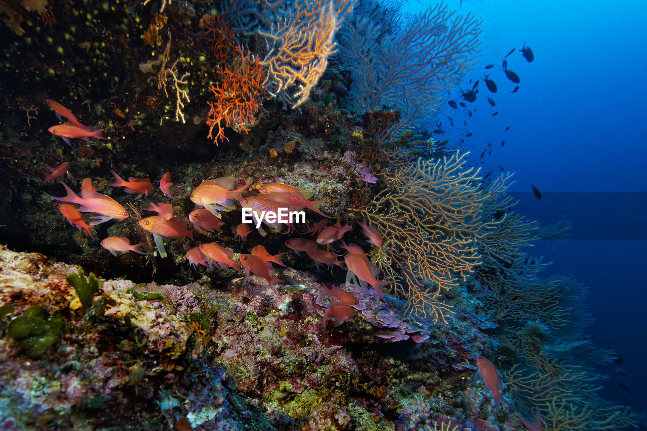 Anthias anthias, the swallowtail seaperch from lastovo island, adriatic sea, croatia