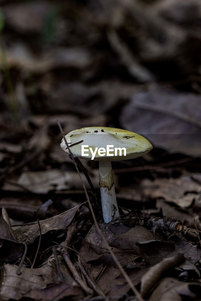 CLOSE-UP OF MUSHROOM GROWING ON LAND