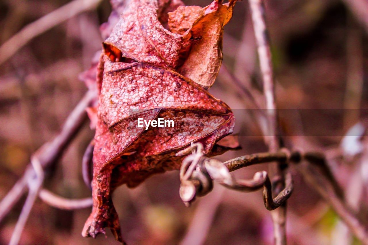 Close-up of dry flower