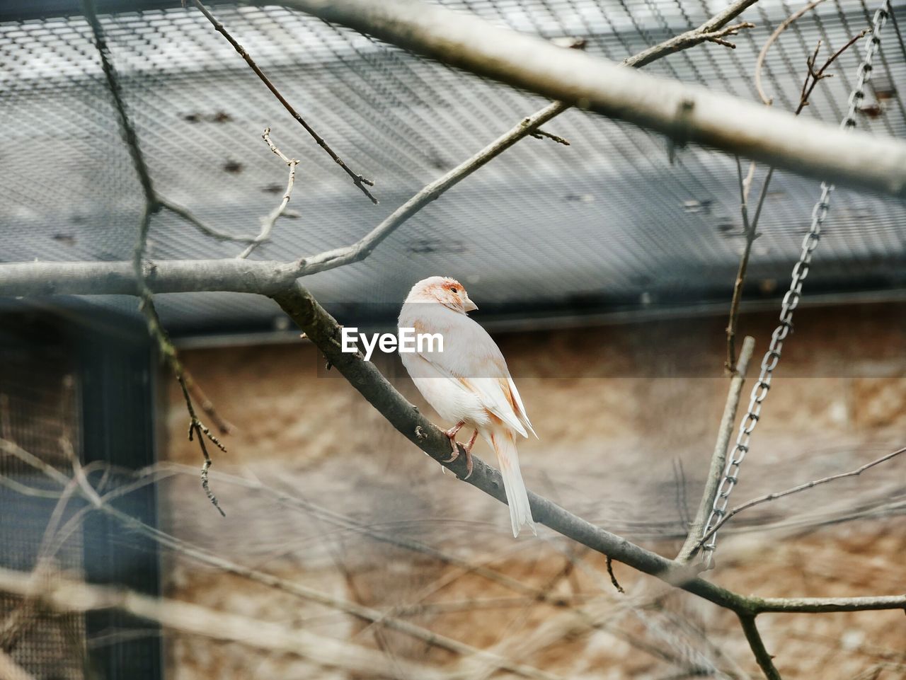 CLOSE-UP OF BIRD PERCHING ON CAGE