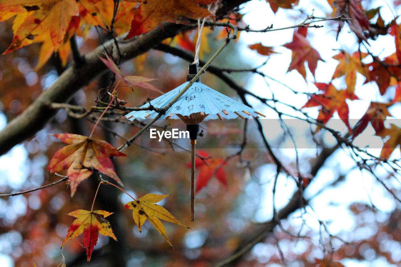 CLOSE-UP OF AUTUMN LEAVES ON TREE