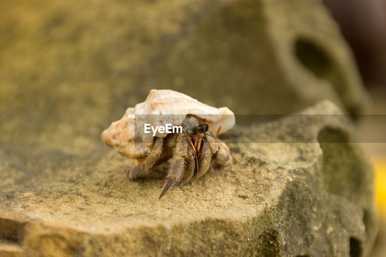 CLOSE-UP OF A TURTLE ON ROCK