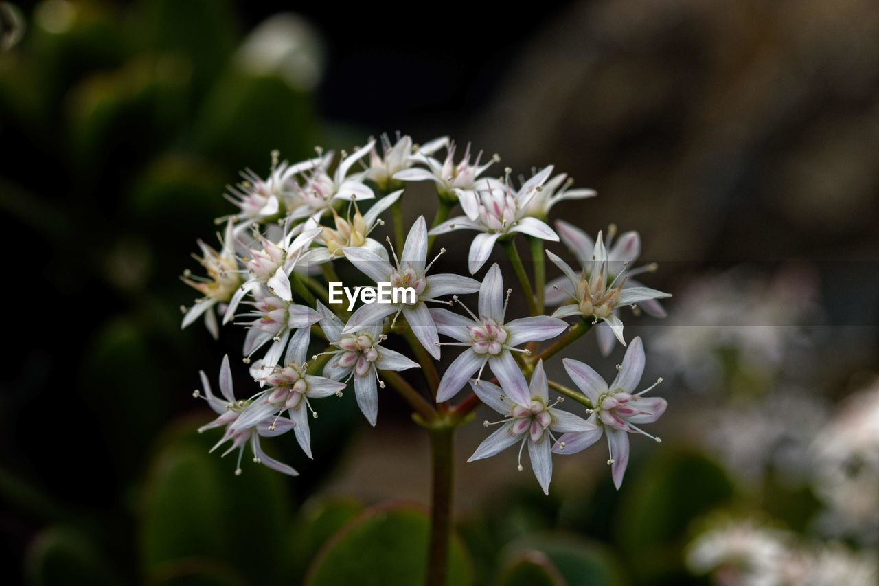 Crassula ovata