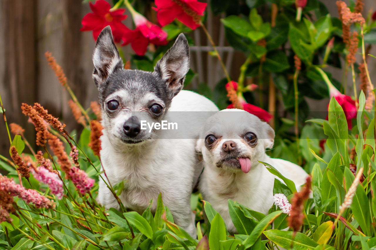 Close-up portrait of two dogs against plants