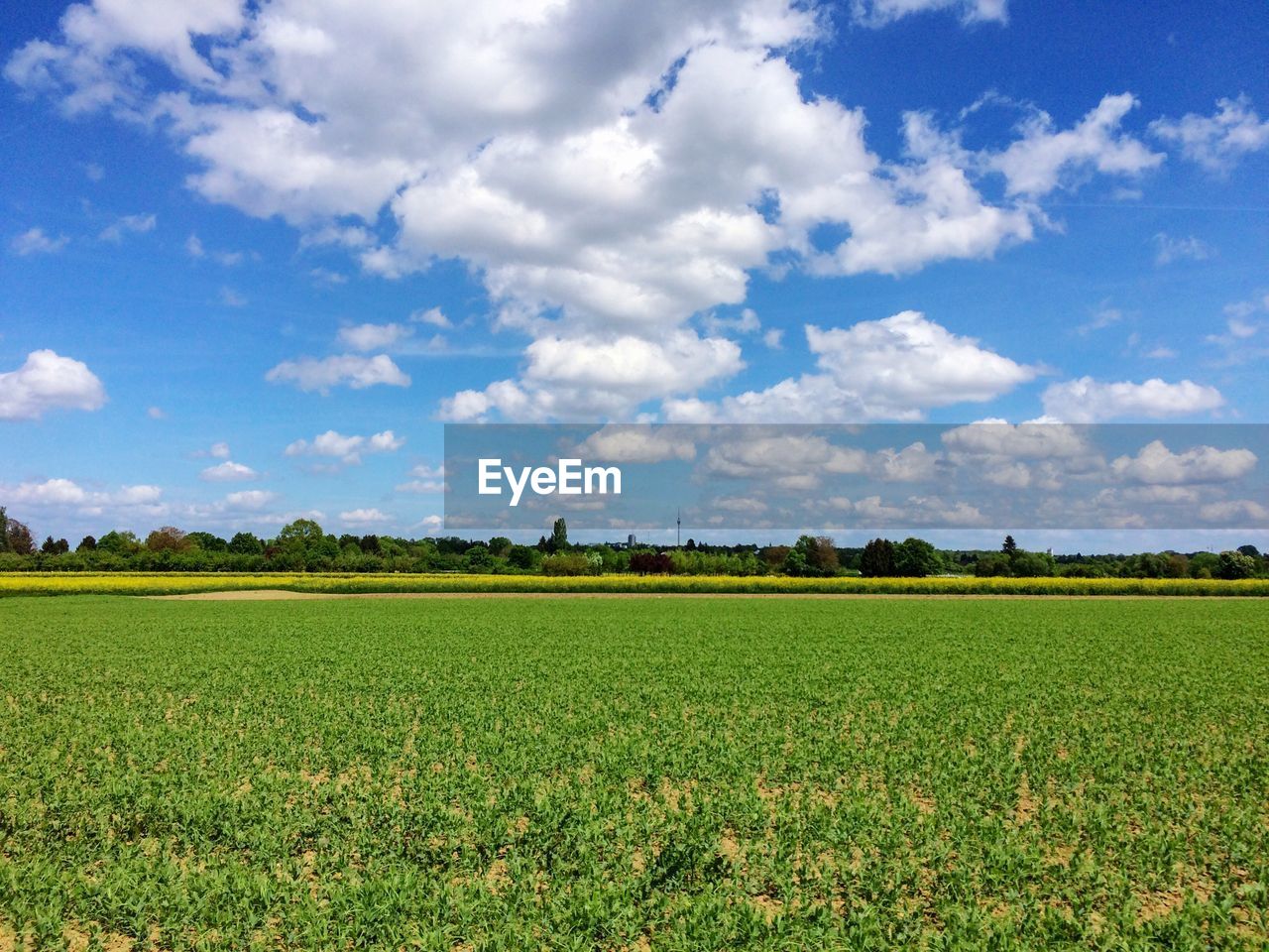 Scenic view of agricultural field against sky