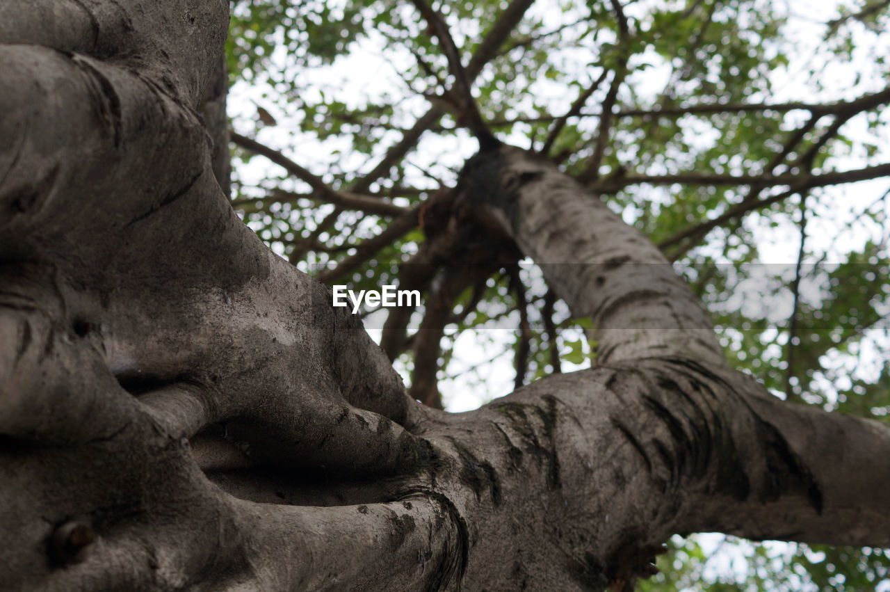 LOW ANGLE VIEW OF STATUE