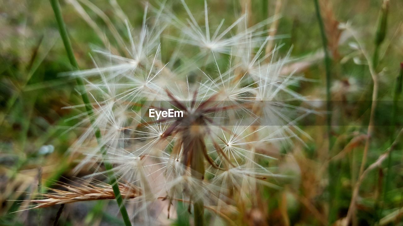 CLOSE-UP OF DANDELIONS