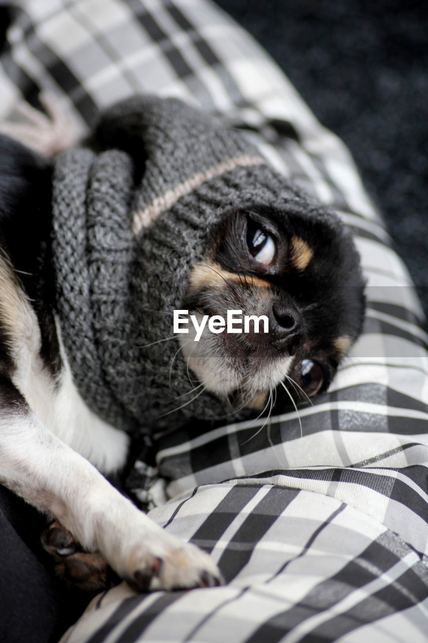 Close-up of chihuahua in a knitted hat 