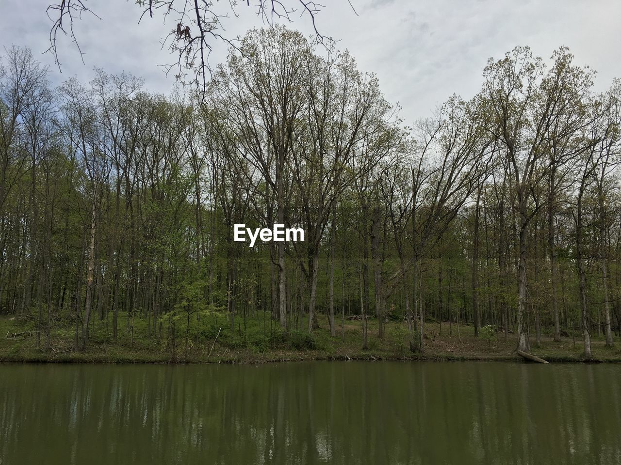 Scenic view of river in forest against sky