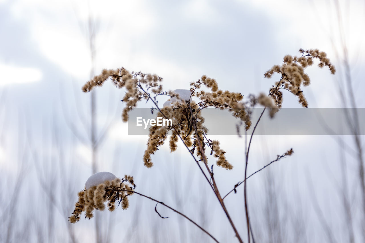 Close-up of wilted plant against sky