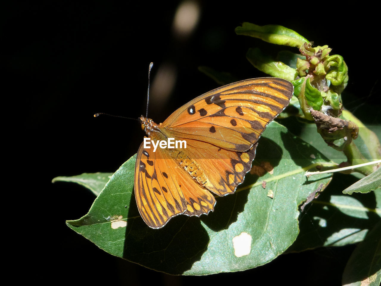BUTTERFLY ON LEAVES