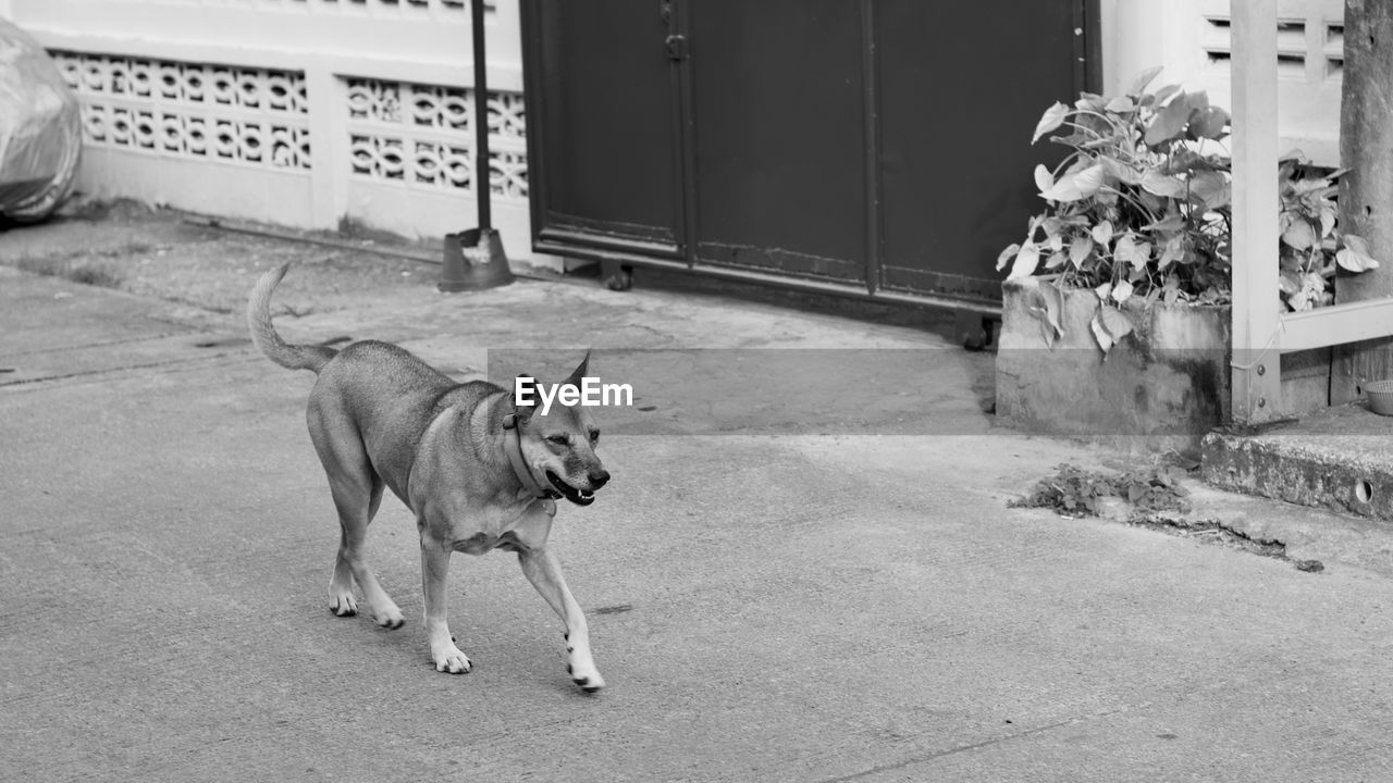 Dog lying on entrance of building