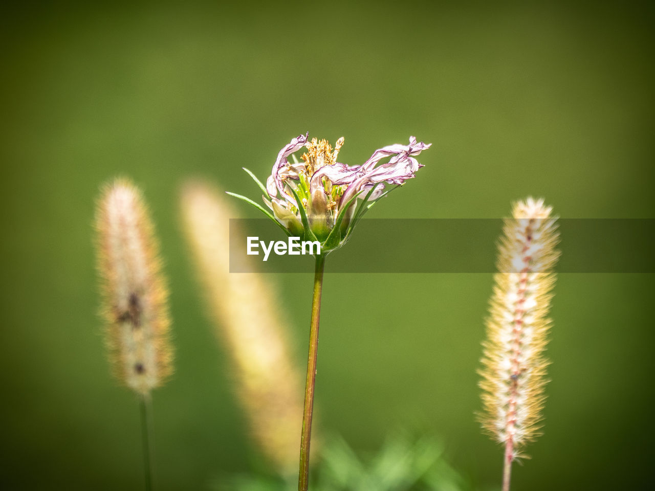 CLOSE-UP OF FLOWERING PLANTS