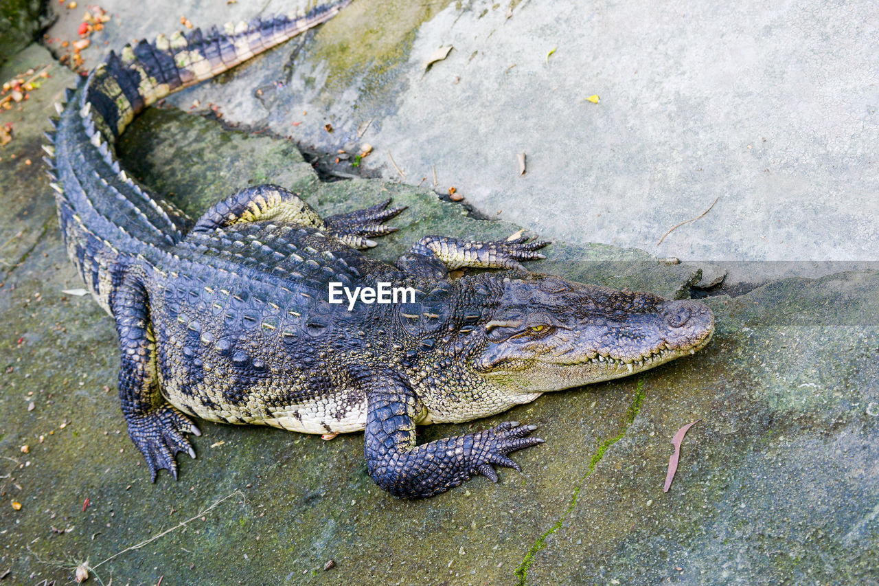 HIGH ANGLE VIEW OF LIZARD