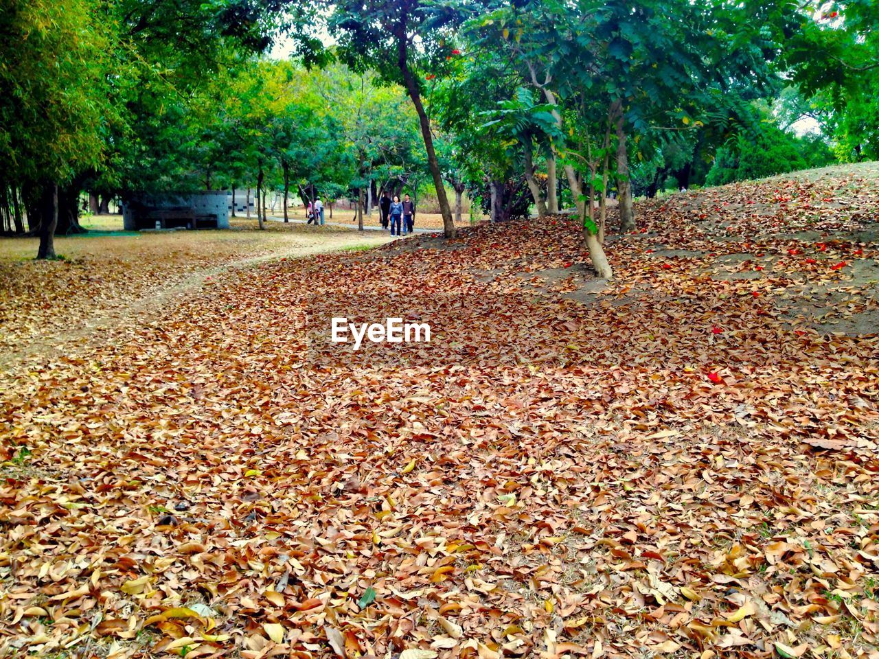 FALLEN LEAVES ON TREE