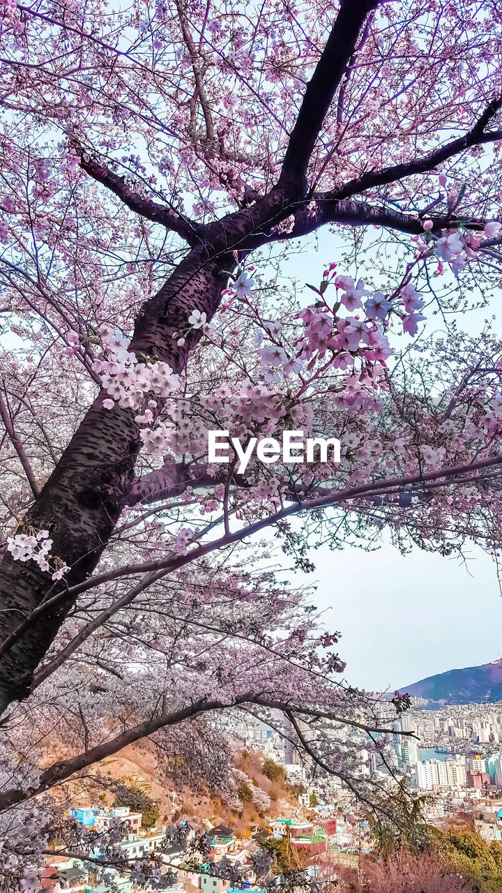 LOW ANGLE VIEW OF PINK CHERRY BLOSSOM