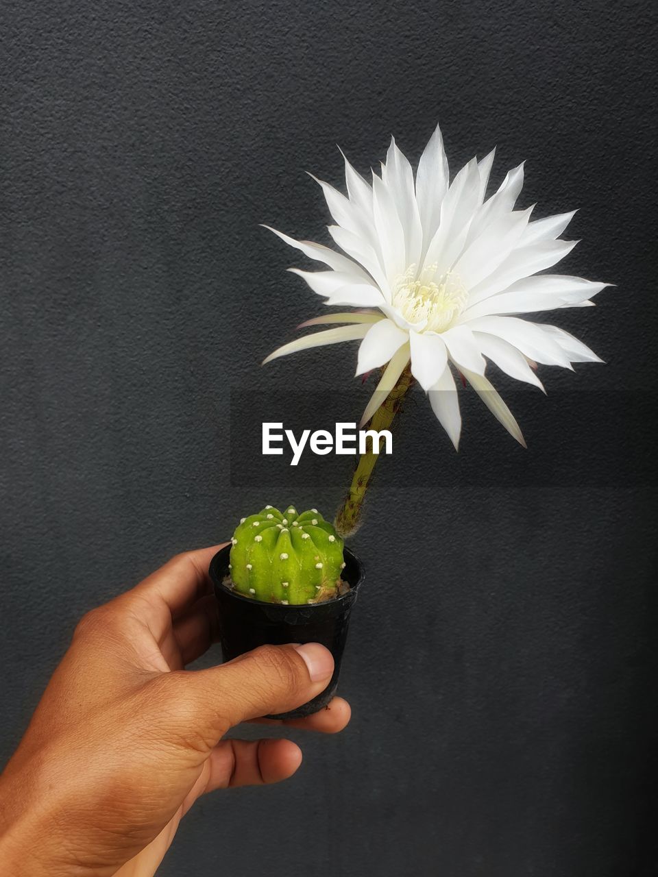 CLOSE-UP OF HAND HOLDING WHITE ROSE