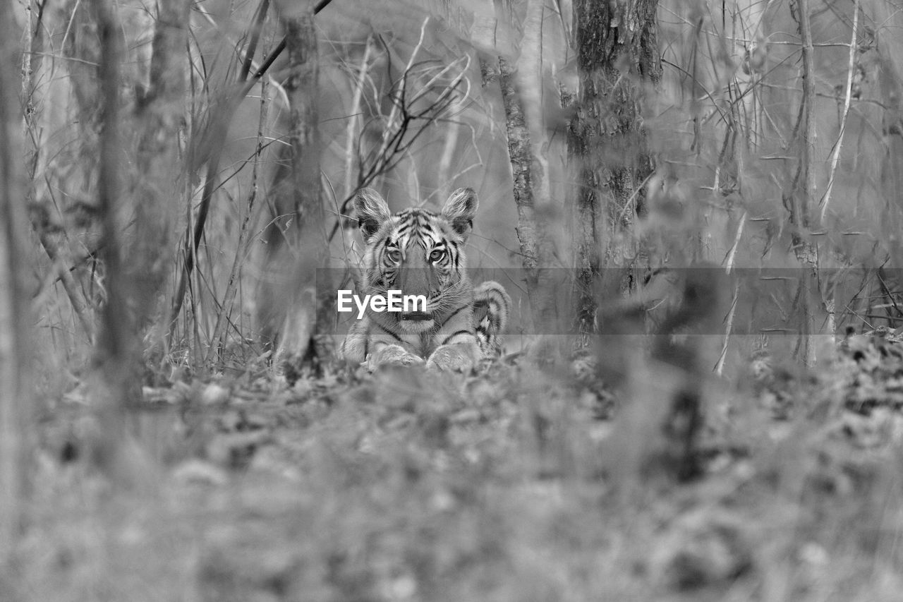 Black and white image of a tiger cub sitting in the forest