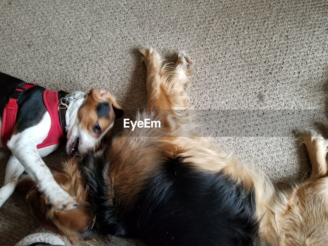 DOG LYING DOWN ON SOFA AT HOME