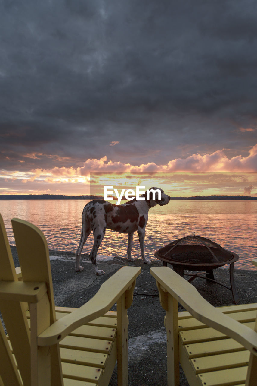 Beautiful great dane dog viewing a nice seascape sunset.