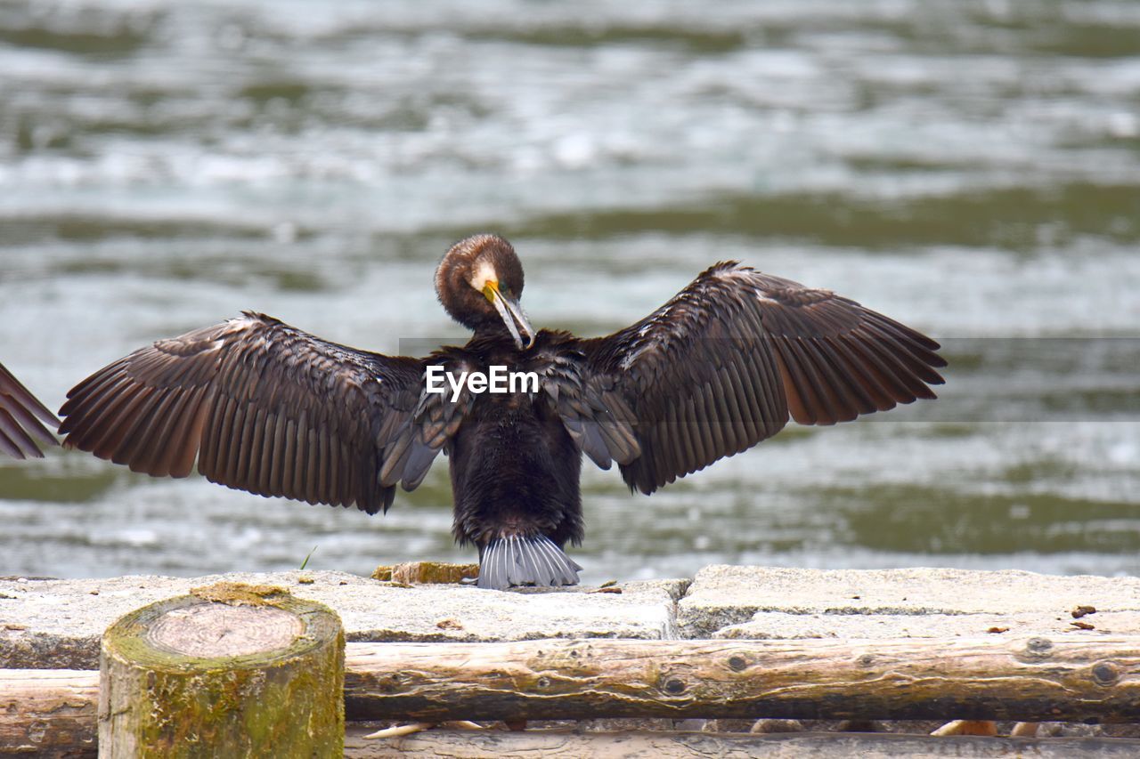 Cormorant spread wings