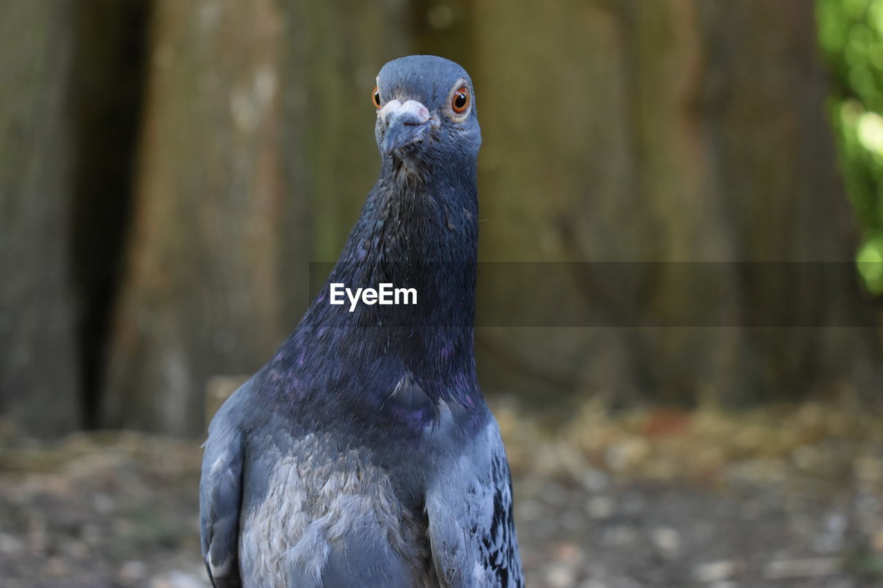 Close-up of pigeon looking away