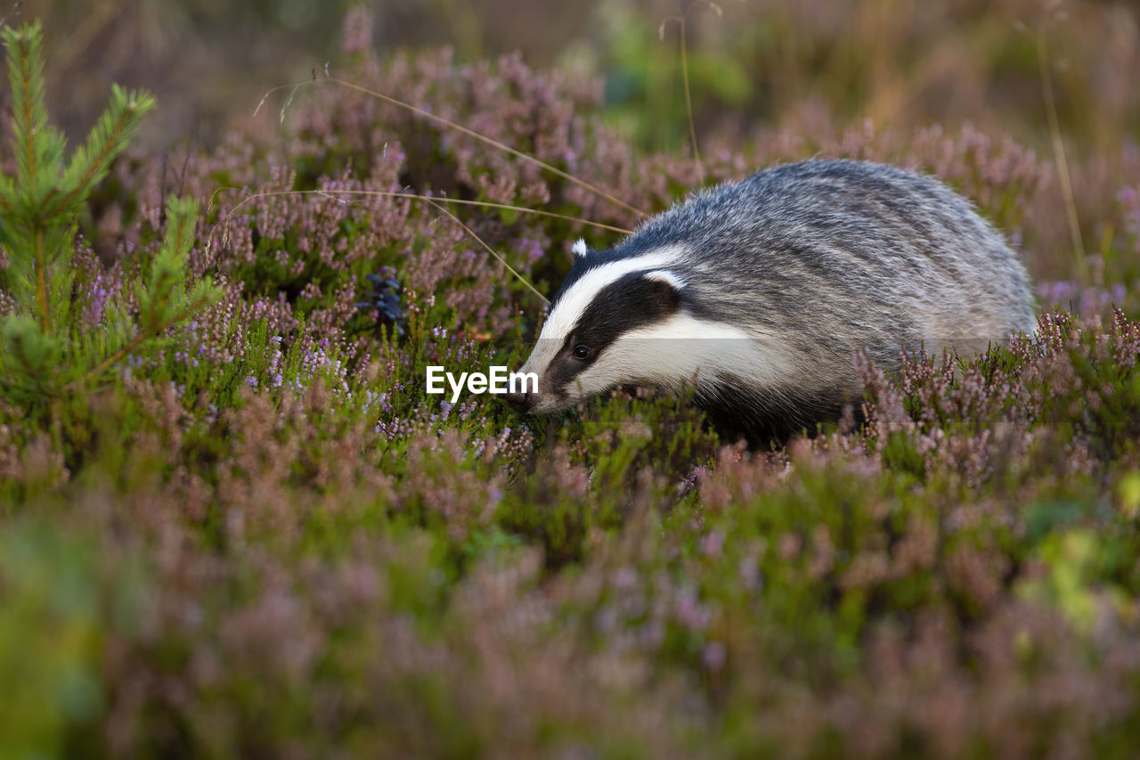 VIEW OF AN ANIMAL ON LAND