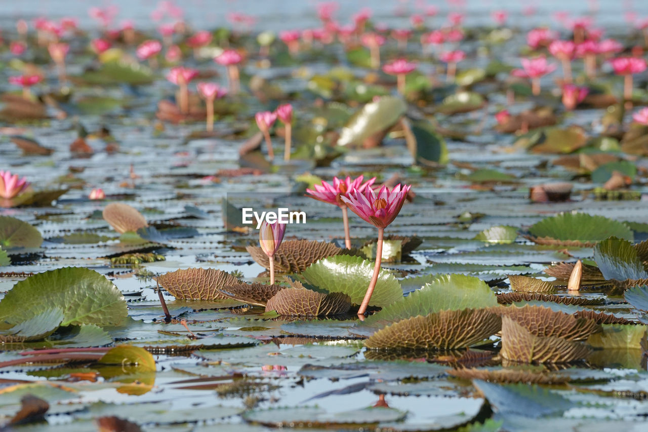 flower, water lily, flowering plant, nature, plant, water, beauty in nature, leaf, lotus water lily, no people, lake, plant part, lily, freshness, pink, day, floating, fragility, aquatic plant, floating on water, outdoors, autumn, close-up, selective focus, growth, environment