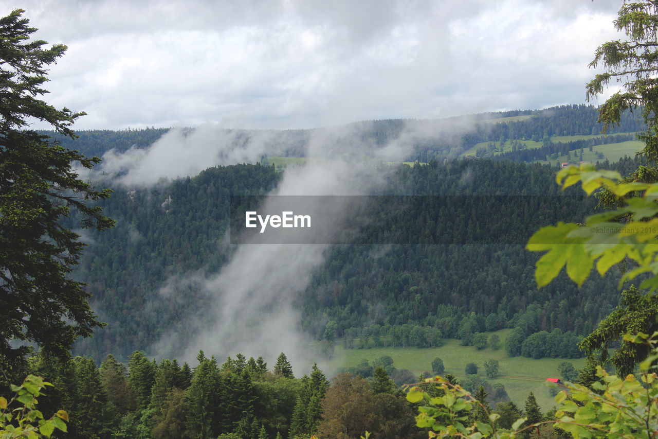 SCENIC VIEW OF TREES ON MOUNTAIN AGAINST SKY