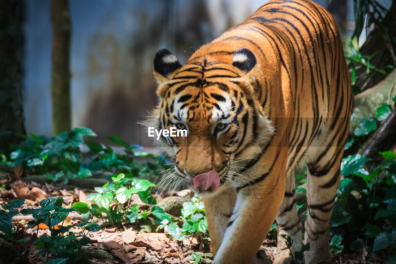 Alert tiger in the forest