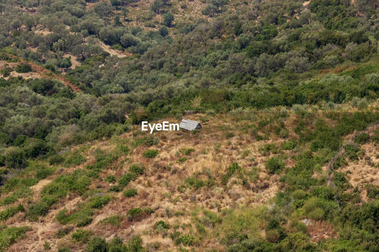 HIGH ANGLE VIEW OF CARS ON TREE BY ROAD