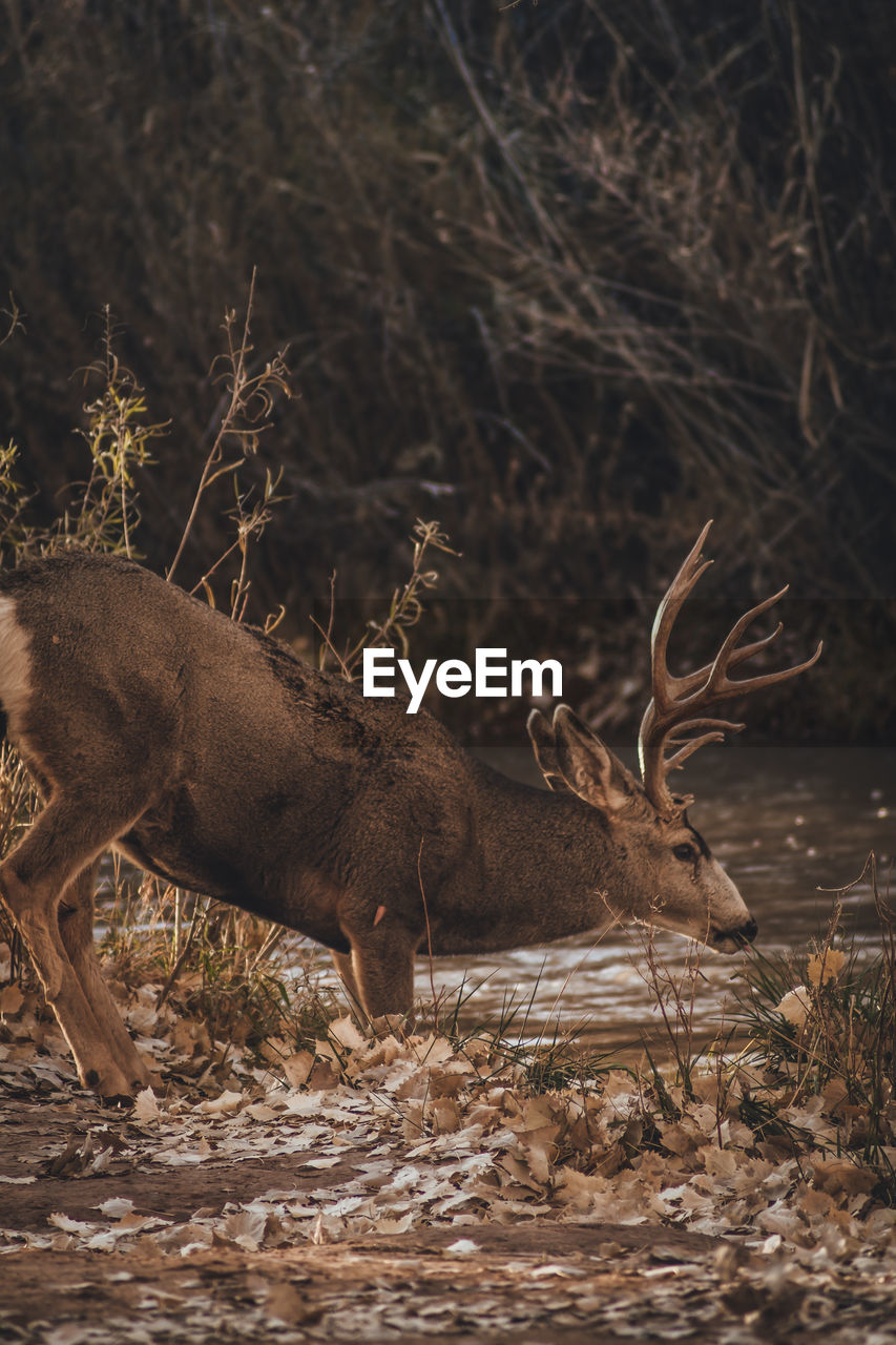 Side view of deer in forest