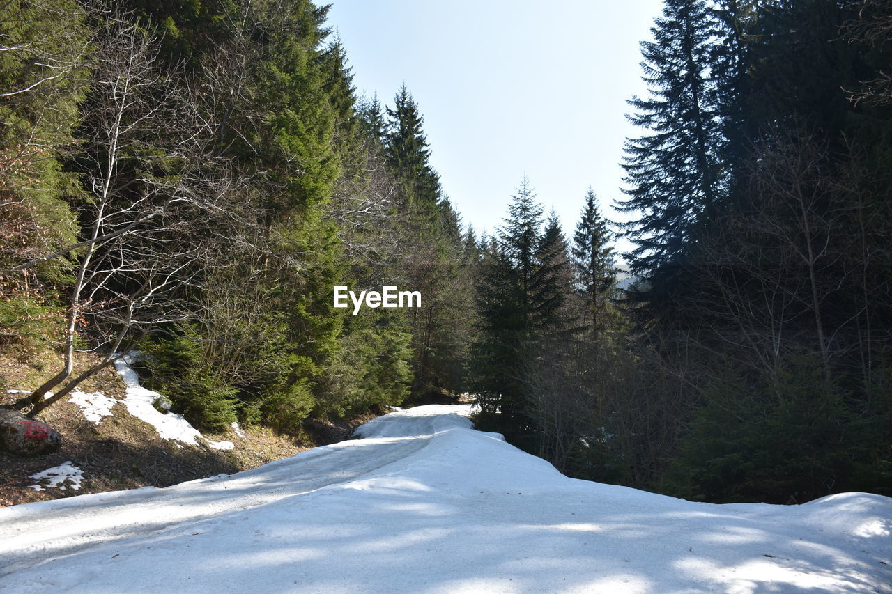 ROAD AMIDST TREES AGAINST SKY DURING WINTER