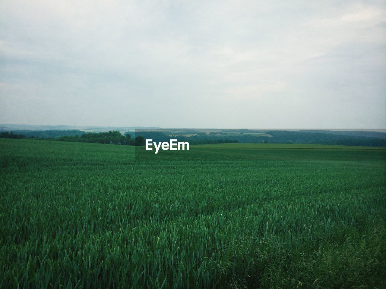 Crop field with forest in te background