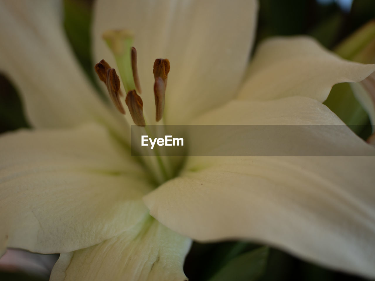 CLOSE-UP OF WHITE LILY OF FLOWER