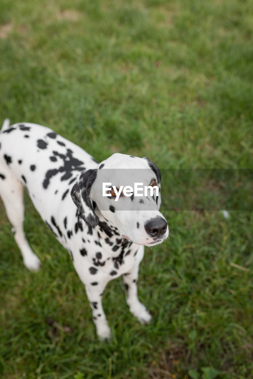 HIGH ANGLE VIEW OF WHITE DOG ON FIELD