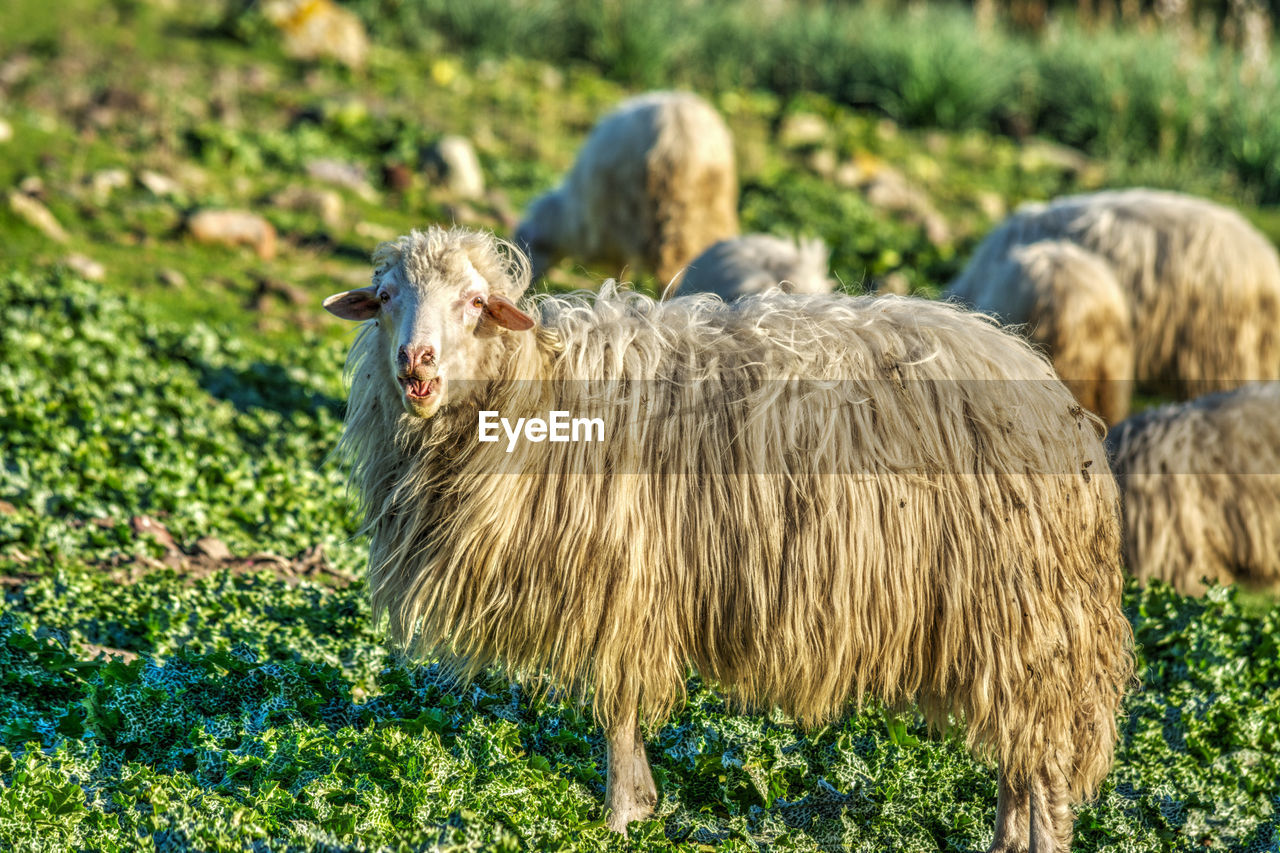 VIEW OF SHEEP IN FIELD