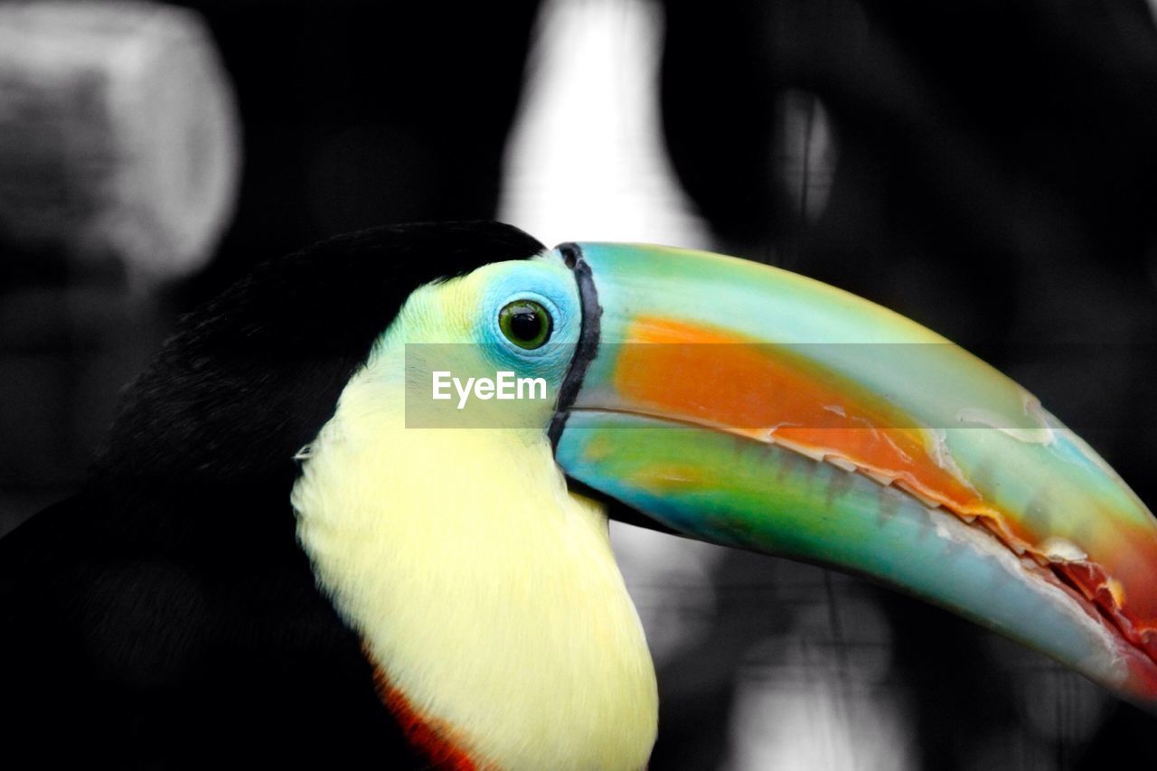 CLOSE-UP OF TWO BIRDS