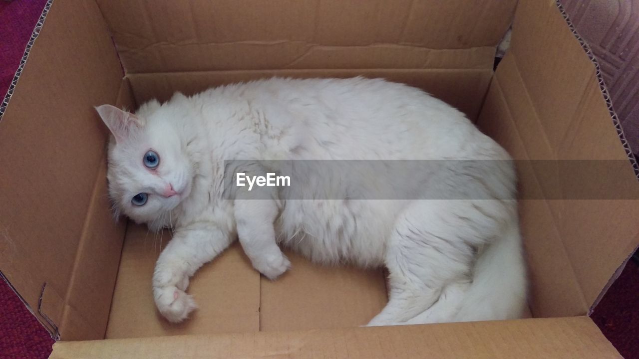 HIGH ANGLE PORTRAIT OF CUTE CAT LYING AT HOME