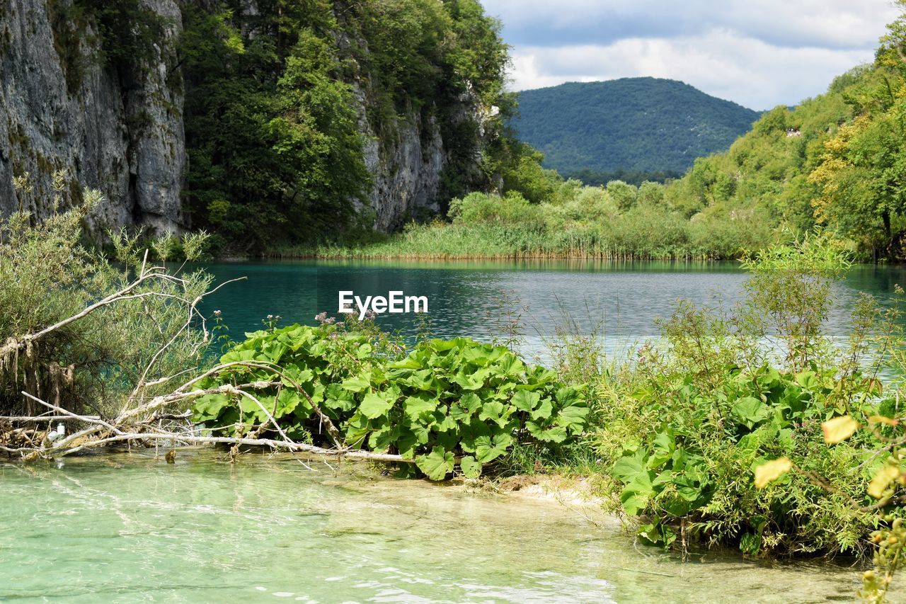 Scenic view of lake in forest