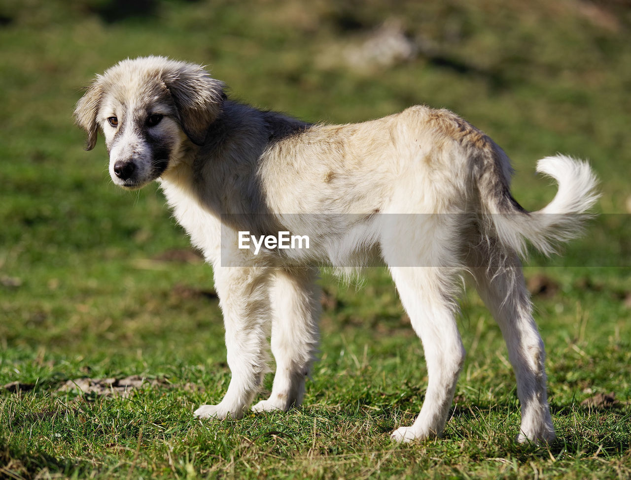 VIEW OF DOG ON FIELD