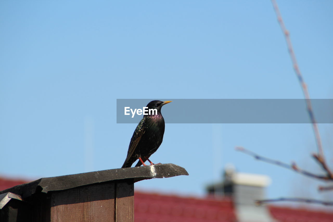 Low angle view of starling perching on birdhouse against clear blue sky