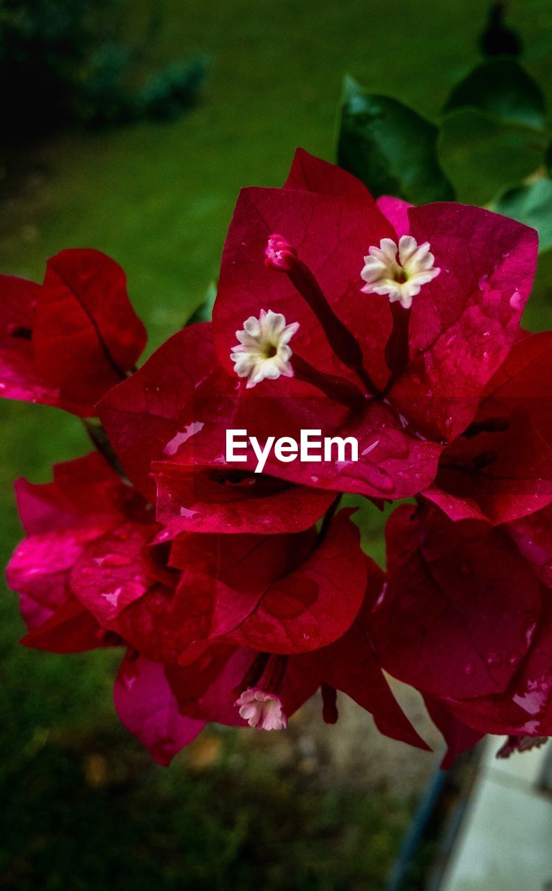 CLOSE UP OF RED FLOWER