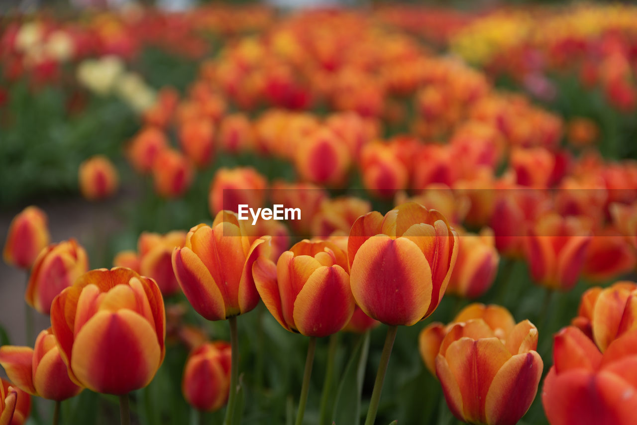 Close-up of orange tulips on field