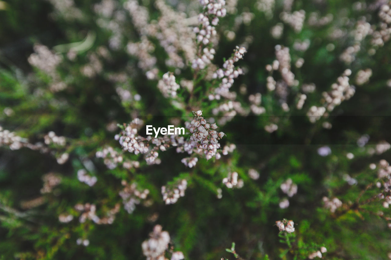 CLOSE-UP OF FLOWERING PLANTS ON LAND