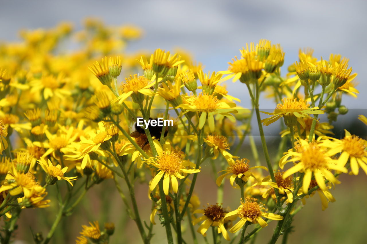 CLOSE-UP OF HONEY BEE ON YELLOW FLOWER