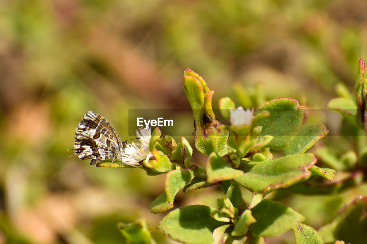 CLOSE-UP OF INSECT POLLINATING ON FLOWER