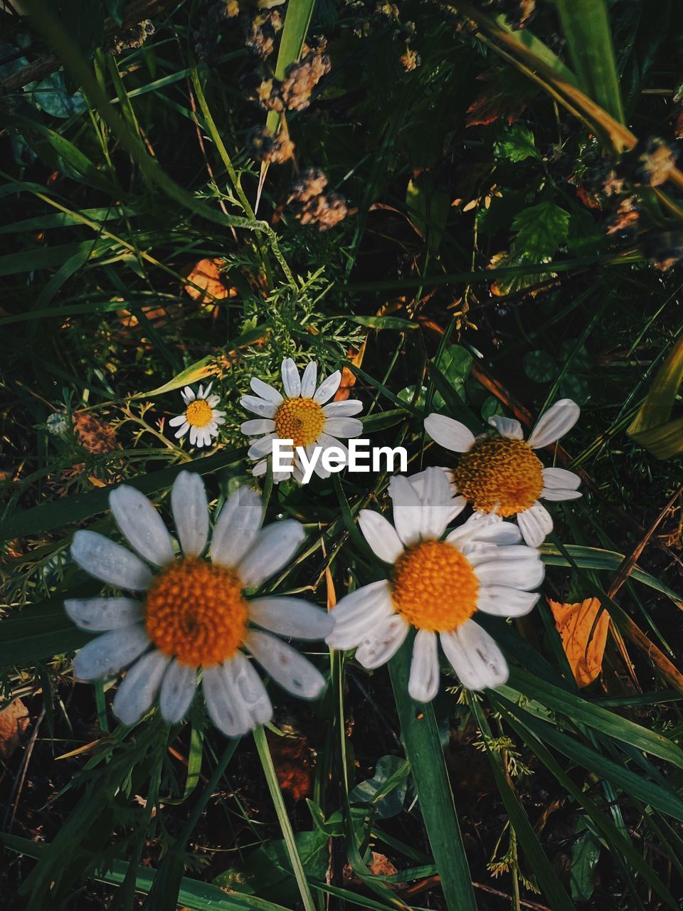 plant, flower, flowering plant, beauty in nature, freshness, growth, nature, fragility, flower head, close-up, daisy, petal, wildflower, inflorescence, high angle view, no people, yellow, pollen, meadow, day, outdoors, grass, green, field, land, white, botany, plant part, leaf