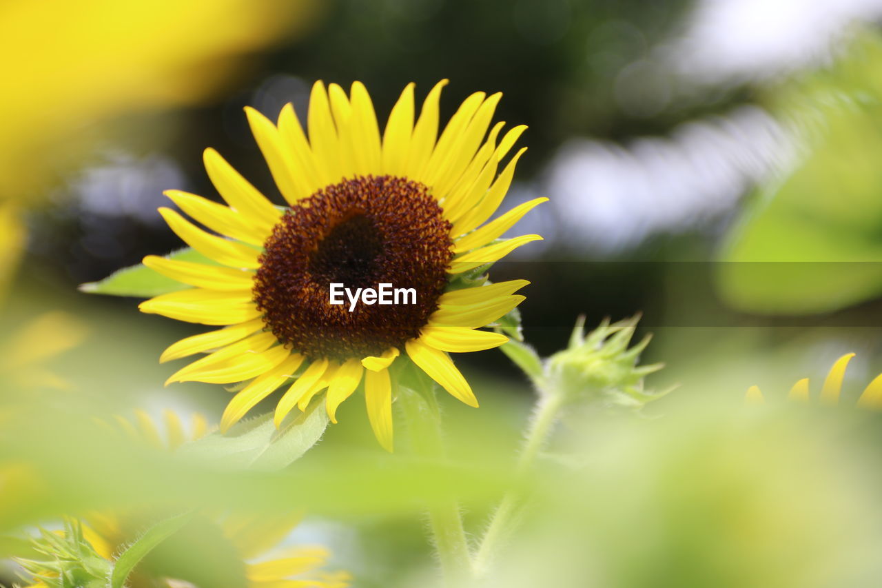 CLOSE-UP OF SUNFLOWER ON YELLOW FLOWER